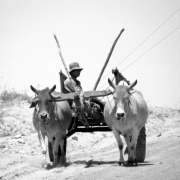 Oxcart b/w