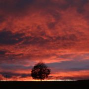 einsamer Baum im Abendrot
