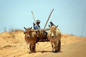 Oxcart pulled by 2 oxen